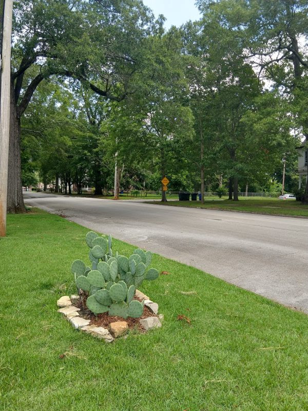 Cactus in Alabama