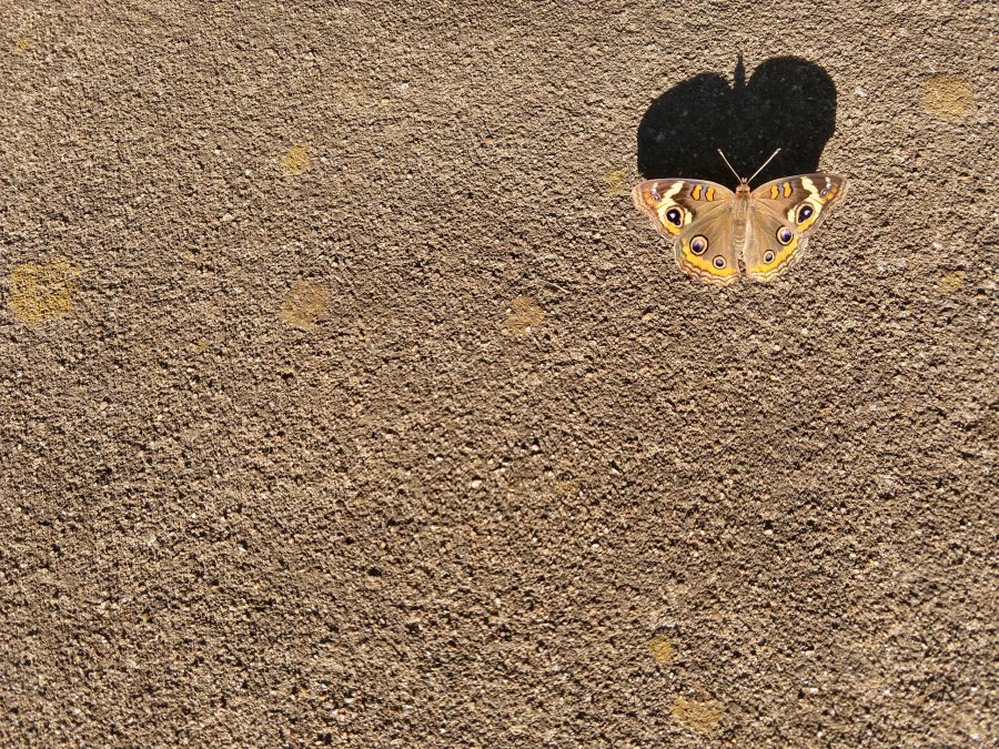 butterfly on the ground, soul weary